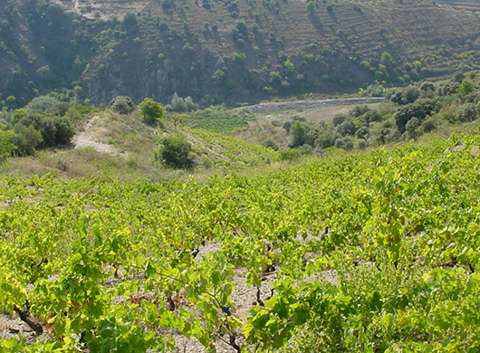 Bodegas BG