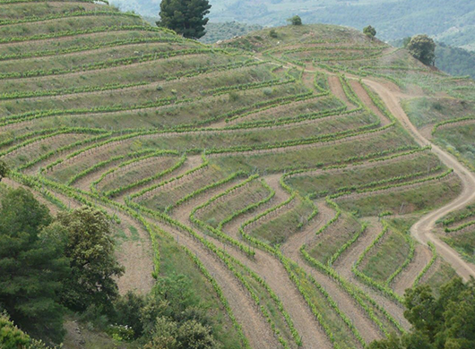 Bodegas Mas Alta