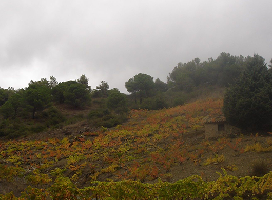 Celler Castellet