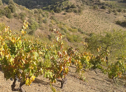 Celler Crivellé i Valls