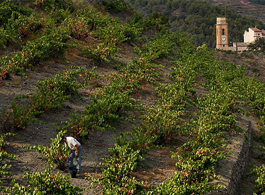 Celler del Pont SL