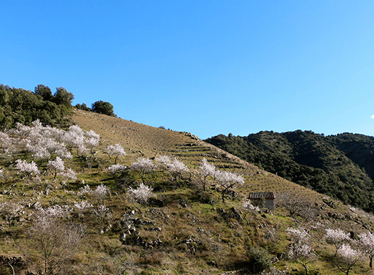 Celler Mas Doix