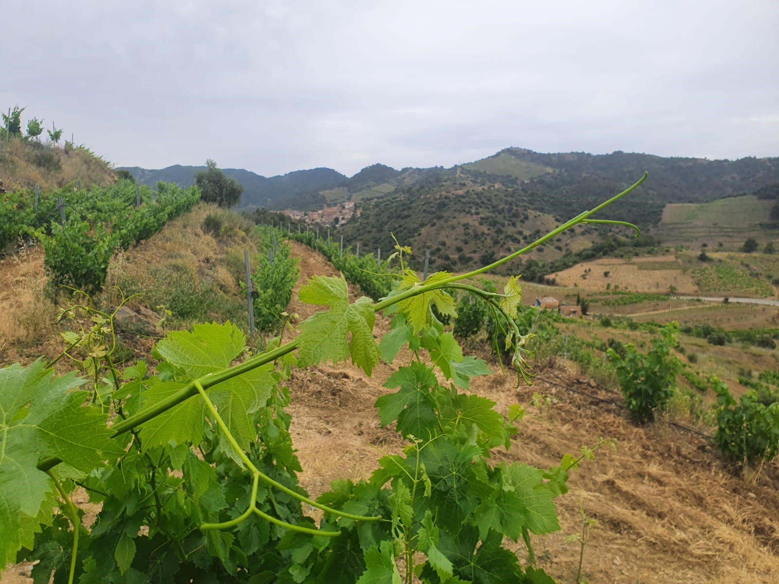 Celler Aixalà i Alcait