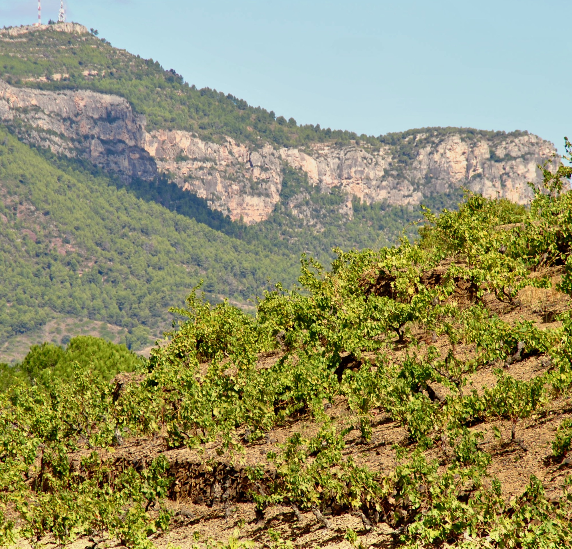 Celler Bartolomé