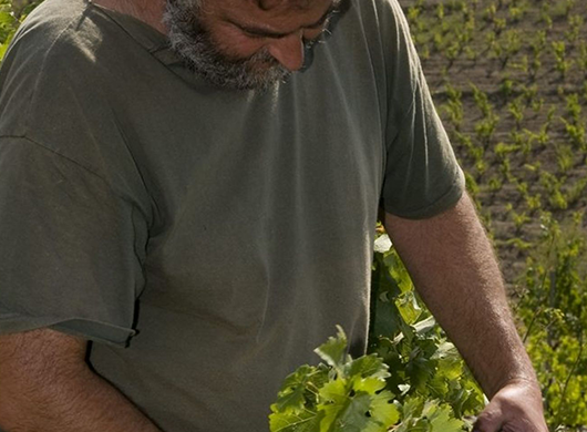 Llicorella Vins, SL