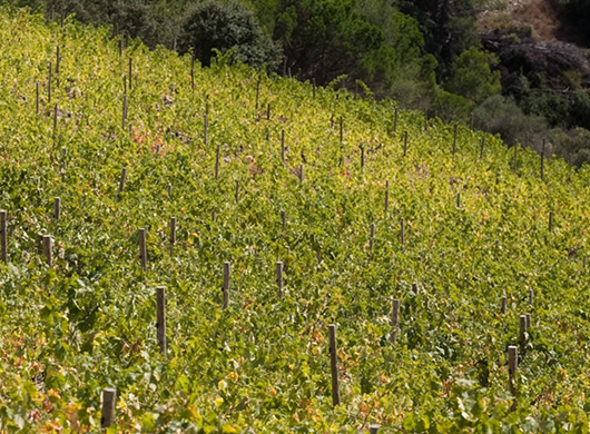 Celler Mas d'en Just, SL