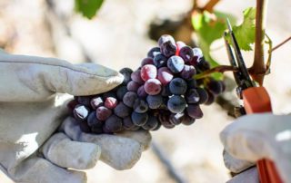 Harvest image in Celler Joan Ametller